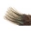 Plume Pardo 8€